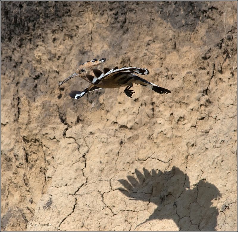 птица,удод,тень,полёт Удод и теньphoto preview