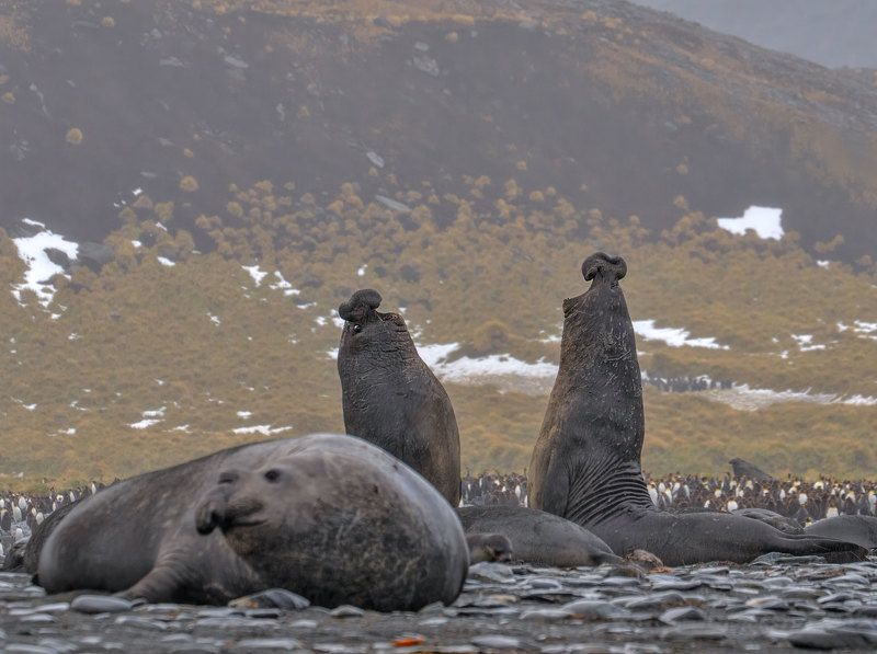 See Elephants See Elephants fight 2photo preview