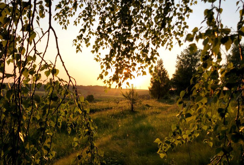 лес, закат, берёзы, весна, вечер, природа, листья, солнце Вечерняя заряphoto preview