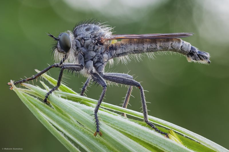 Разбойникphoto preview
