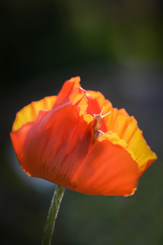snails, snail, macro, macrophoto, macrophotography, nature, forest, макро, макрофото, природа, улитка, тишина, покой, грибы, цветы \