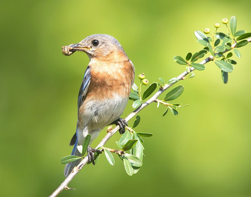 восточная сиалия, eastern bluebird, bluebird Eastern Bluebird, female - Восточная сиалия (самка)photo preview