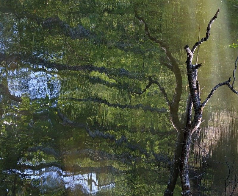 отражение,деревья,весна Весенние фантазии фото превью