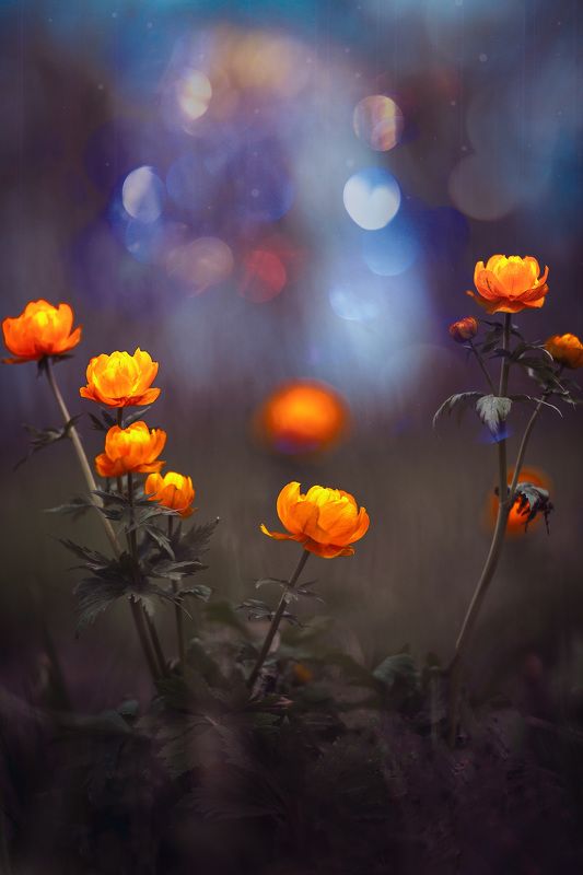 весна цветы природа Весна Красна!photo preview