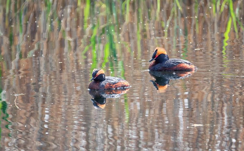 водоплавающие, птица, поганка красношейная, КРАСНОшейная поганка.photo preview
