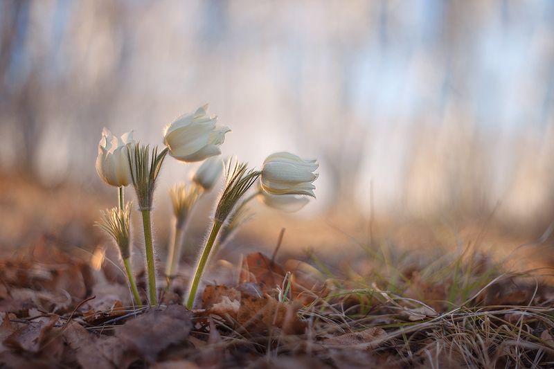 В березовом лесу фото превью