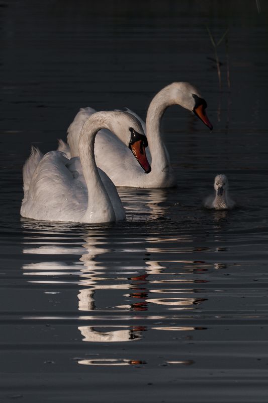 Лебединая семьяphoto preview