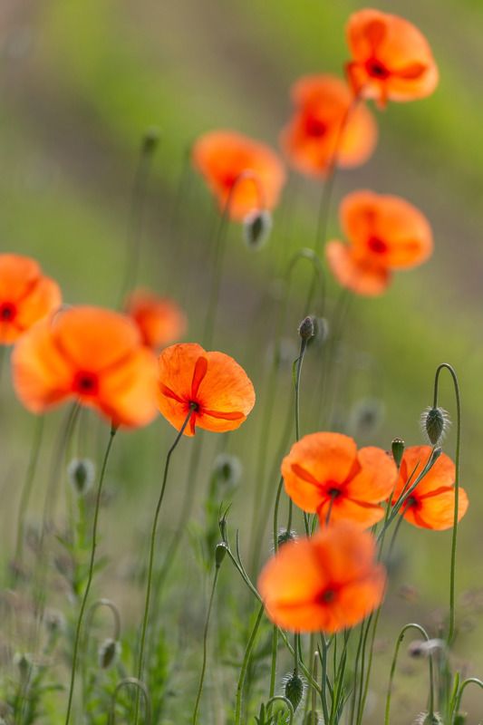 Макиphoto preview