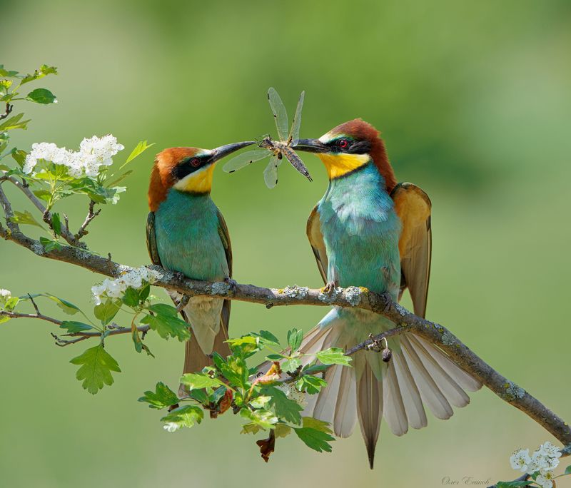 птицы щурки Стрекоза, как обручальное кольцоphoto preview