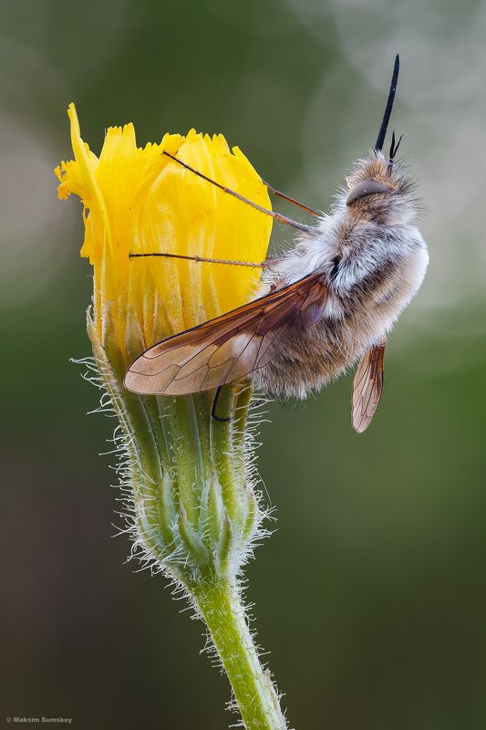 Жужаphoto preview