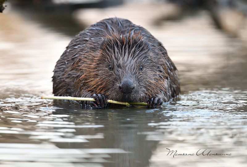 дикие животные, бобр обыкновенный Приятного аппетита!photo preview