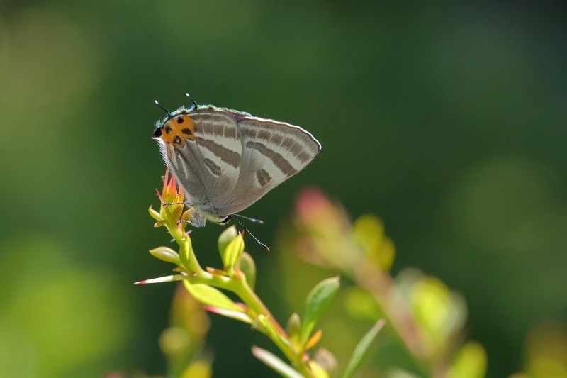 arata, arata, голубянка, зефир, фиолетовый Arata arata фото превью