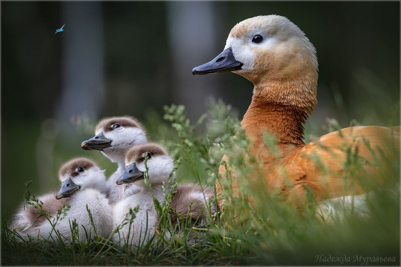 огарь, птица, птенцы, мушка, семья Это «жу-жу-жу» неспростаphoto preview