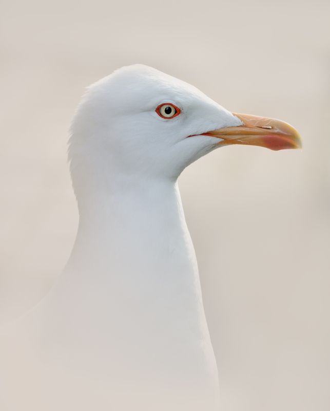 чайка, птица, портрет, seagull, gull, bird, wildlife, portrait Чайкаphoto preview