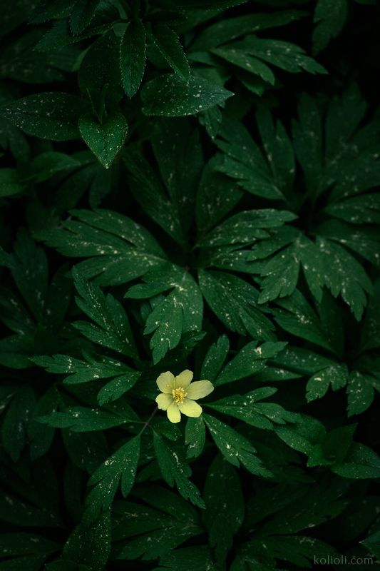 ветреница, весенние цветы, лесная текстура, весна, зелёный лес, карельский перешеек, ленинградская область Ветреница лютичнаяphoto preview