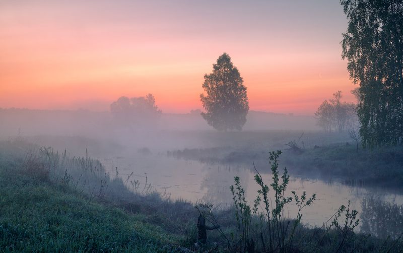 Комариный звон ...photo preview