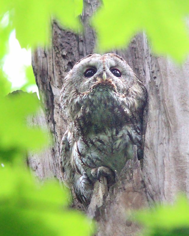 Неясытьphoto preview