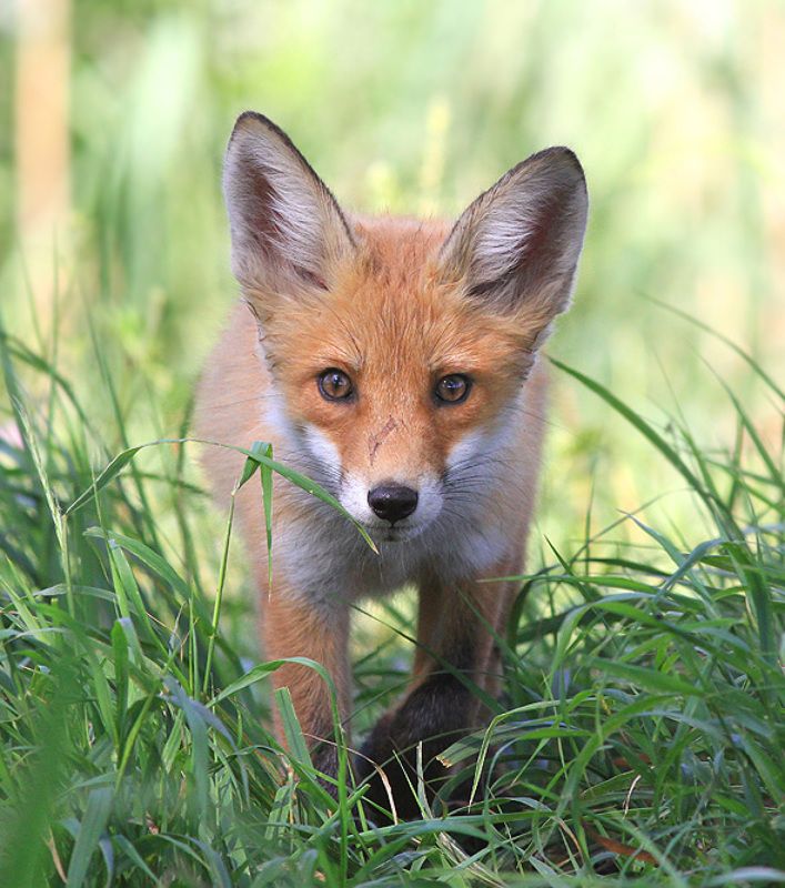 Смотрим прямо в объектив - может вылететь птичка.photo preview