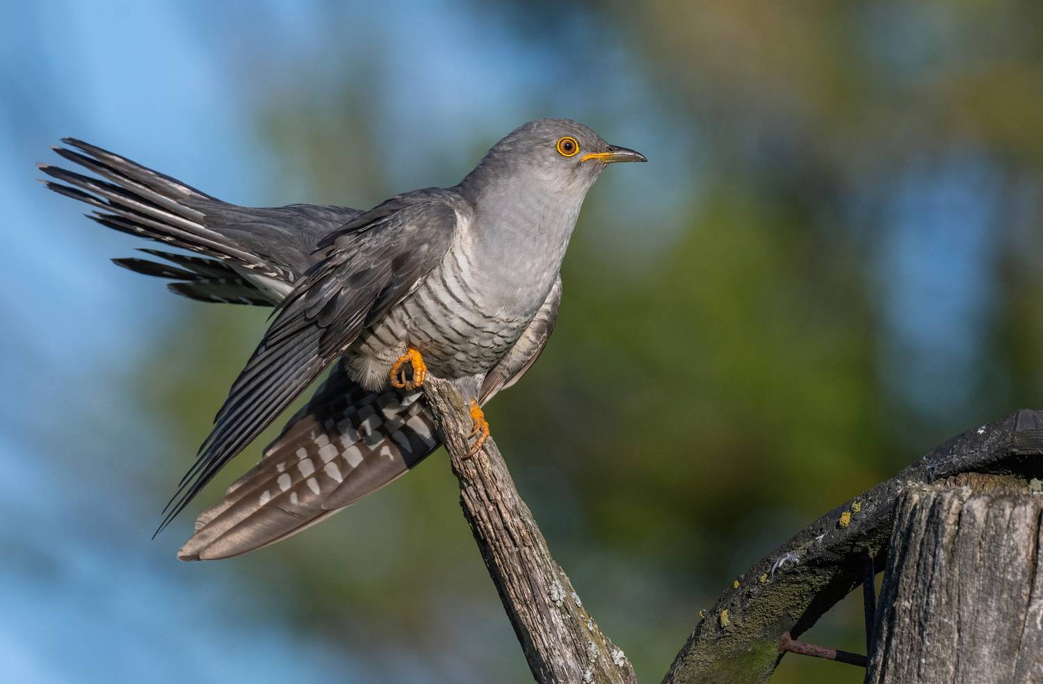 Кукушка. Автор: Руслан Сигушин птицы, кукушка, фотоохота, природа, весна, лето, Руслан Сигушин