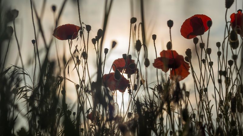маки Дневной сонphoto preview