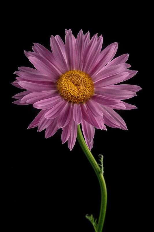 пиретрум, цветы, цветок, флора, природа, лепестки, цветение, ромашка ⠀photo preview