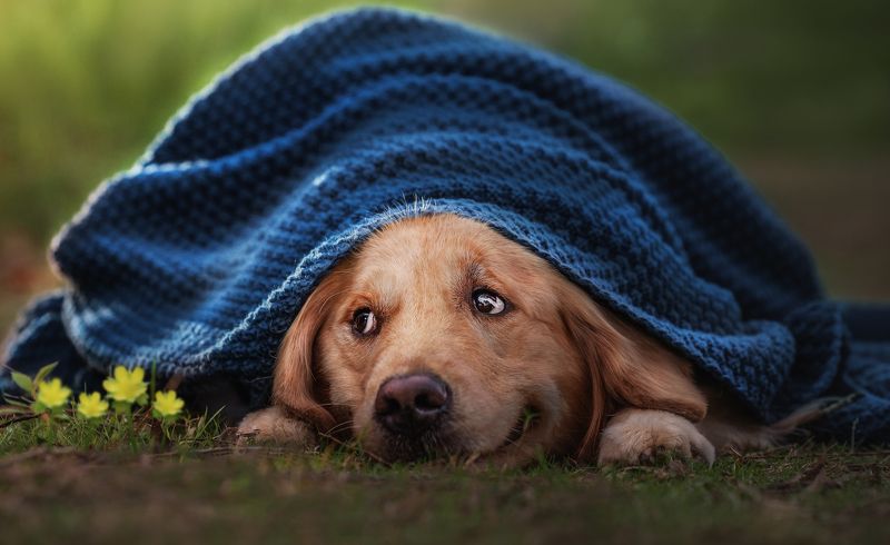 宠物 动物 狗 金毛photo preview