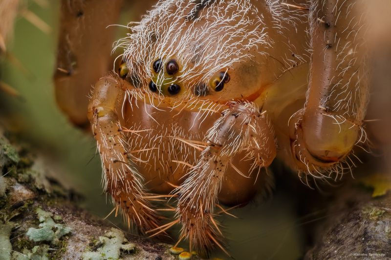 Портретикphoto preview