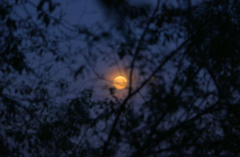 шаварёв, арт, Ранее-Лунное утро.photo preview