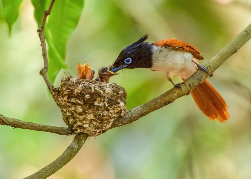 #wildlife #birding #birdohotography #paradiseflycatcher #feeding #care  Parental care photo preview