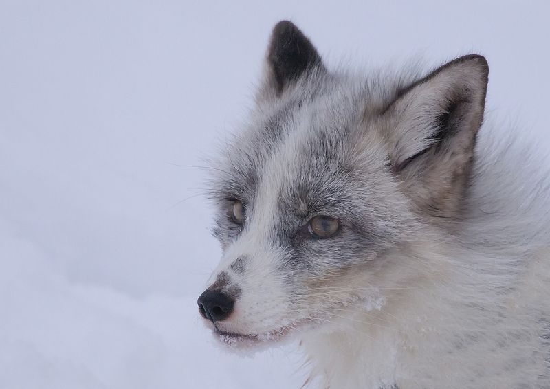 животные, лиса, зима Полярная лисаphoto preview