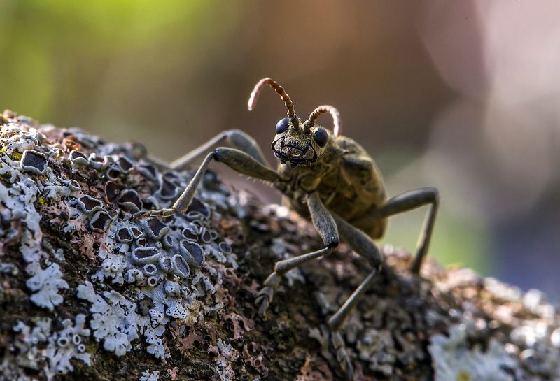насекомые, жуки, рагий колючий, макро Усач колючийphoto preview
