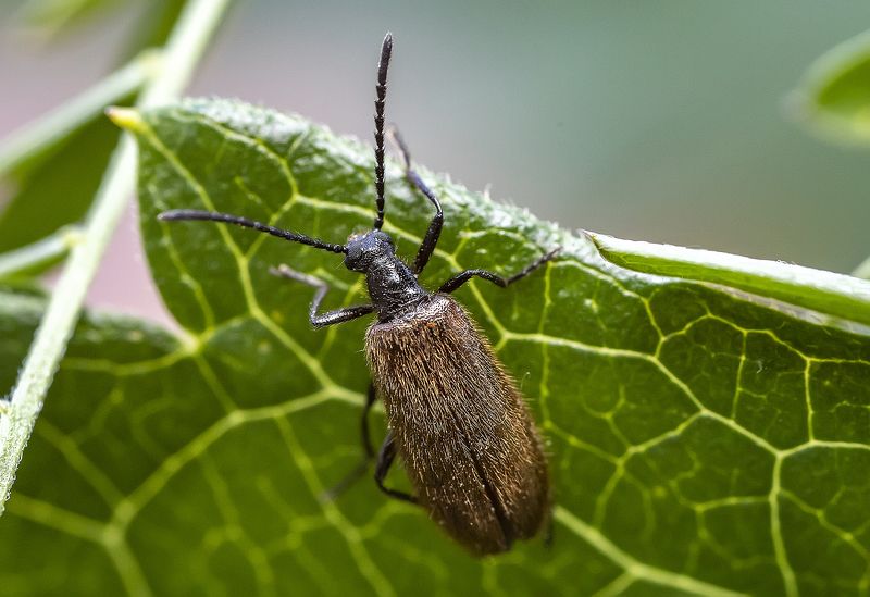 насекомые, жук, мохнатка обыкновенная, lagria hirta, макро Мохнатка обыкновеннаяphoto preview