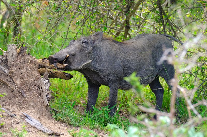 Pumba\'s lunchphoto preview