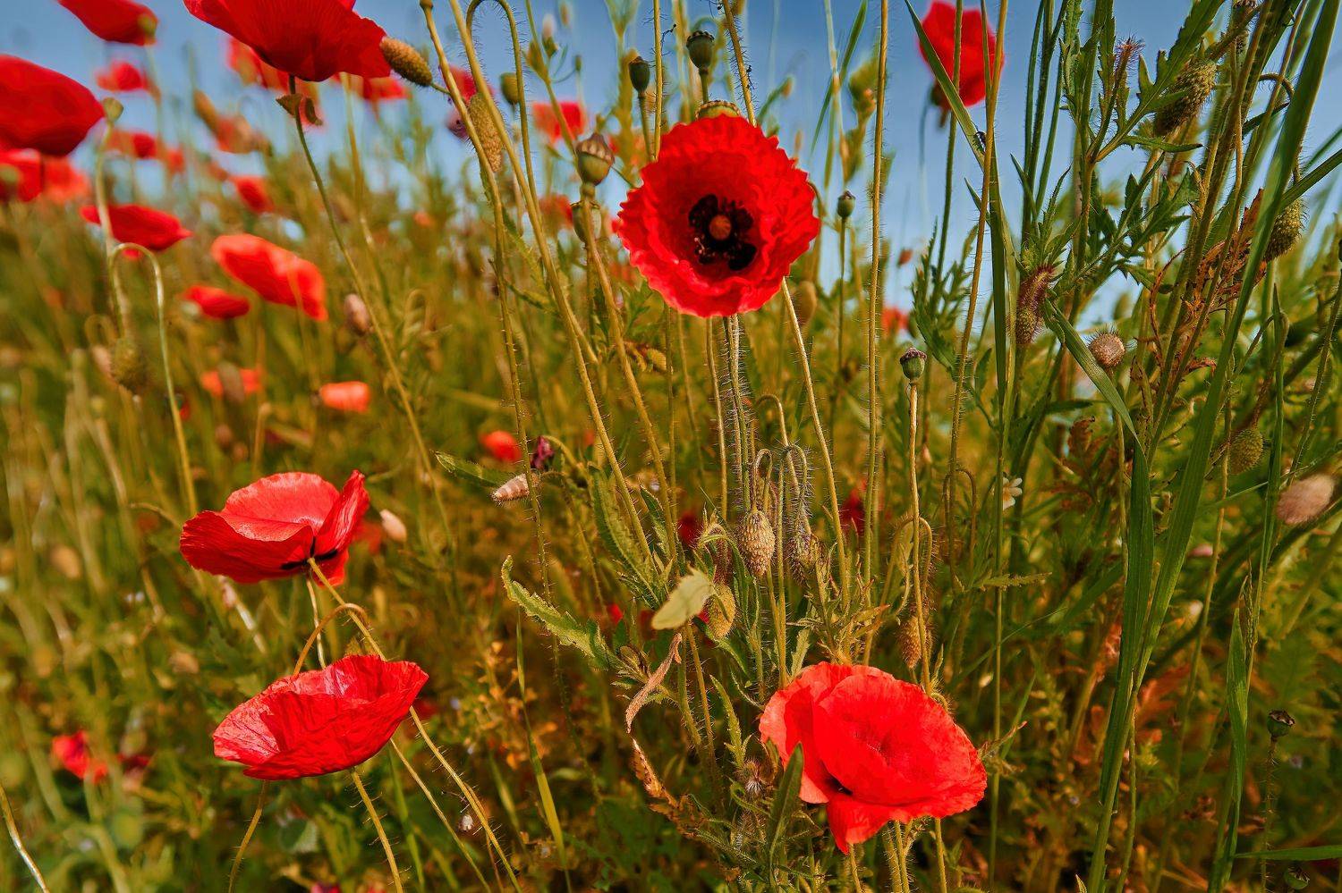 Маковый май. Автор: VIktor , VIktor