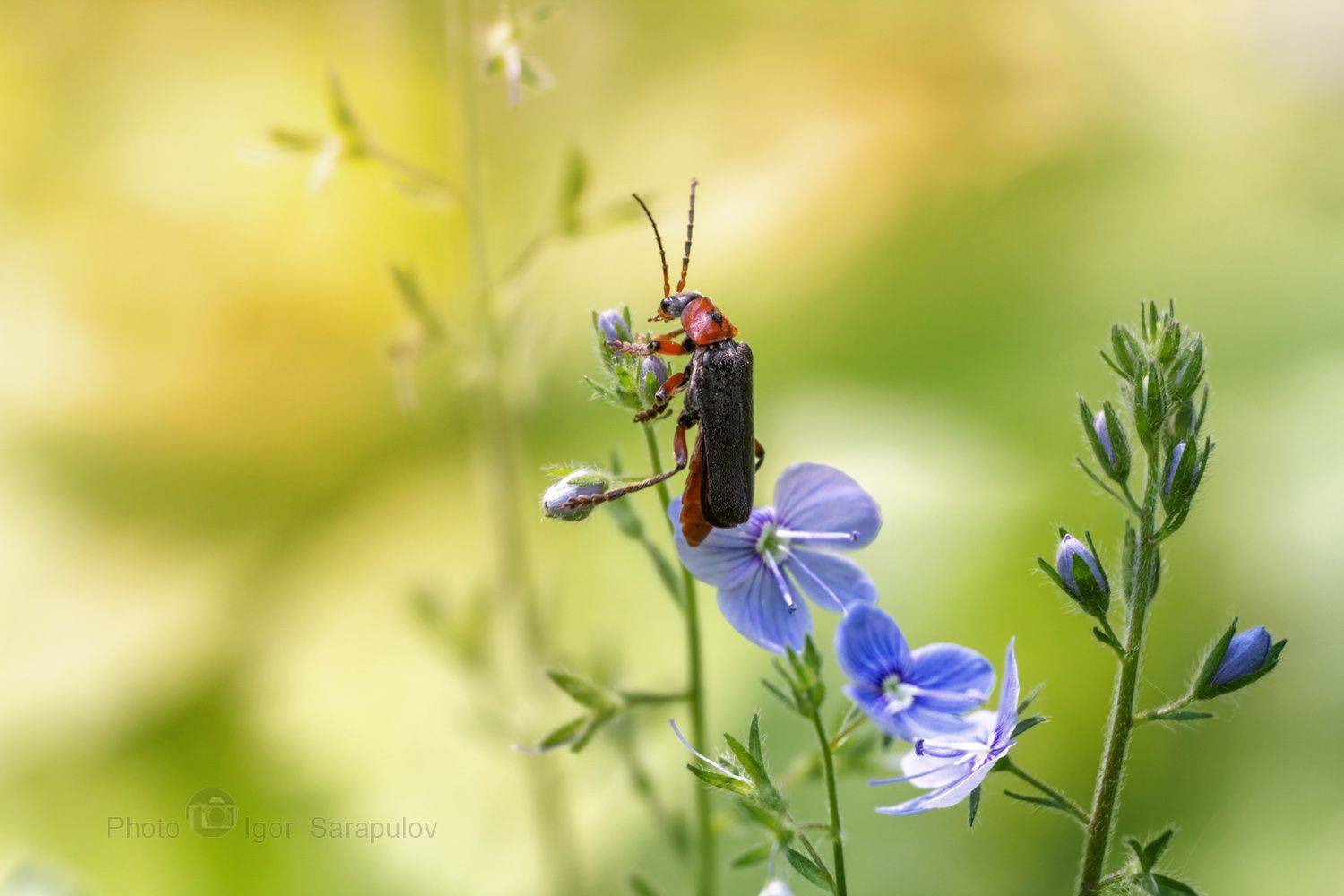 фотоохота, мягкотелка бурая, мягкотелка, змеиная трава, жук-пожарник, жесткокрылые, вперёдсмотрящий, вероника дубравная, в траве, veronica chamaedrys, kwanon photo, insect, coleoptera, cantharis fusca,, Сарапулов Игорь