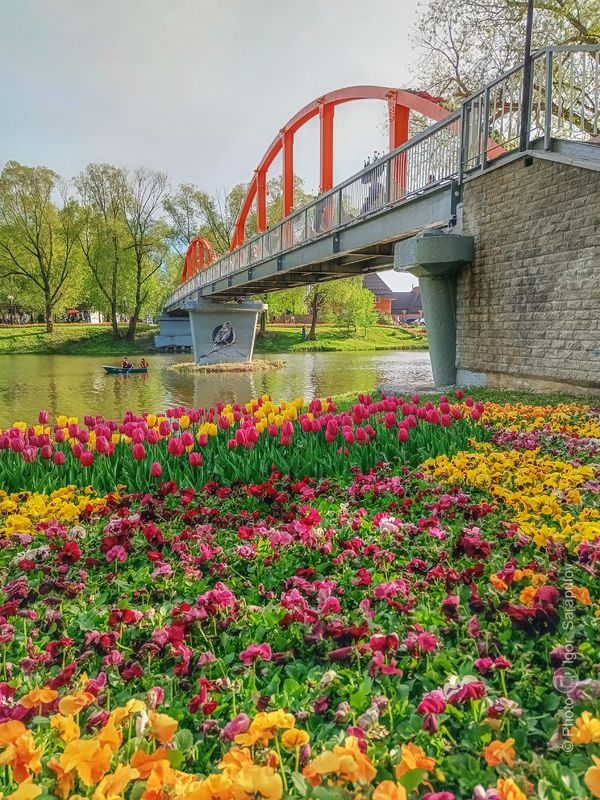 цветы,  цветущая весна, цветение,  фестиваль цветов, фестиваль, тюльпаны, река в цвету, река, пешеходный мост, мобильное фото, мобильная фотография, май, клумба, городской пейзаж, городской парк, весна в городе, весна, везёлка, белгород, mobilography Река в цвету фото превью