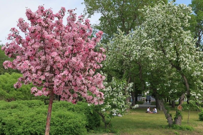 город,новосибирск,лето,деревья,паркгородскоеначало,михайловсаянабережная В первый день летаphoto preview