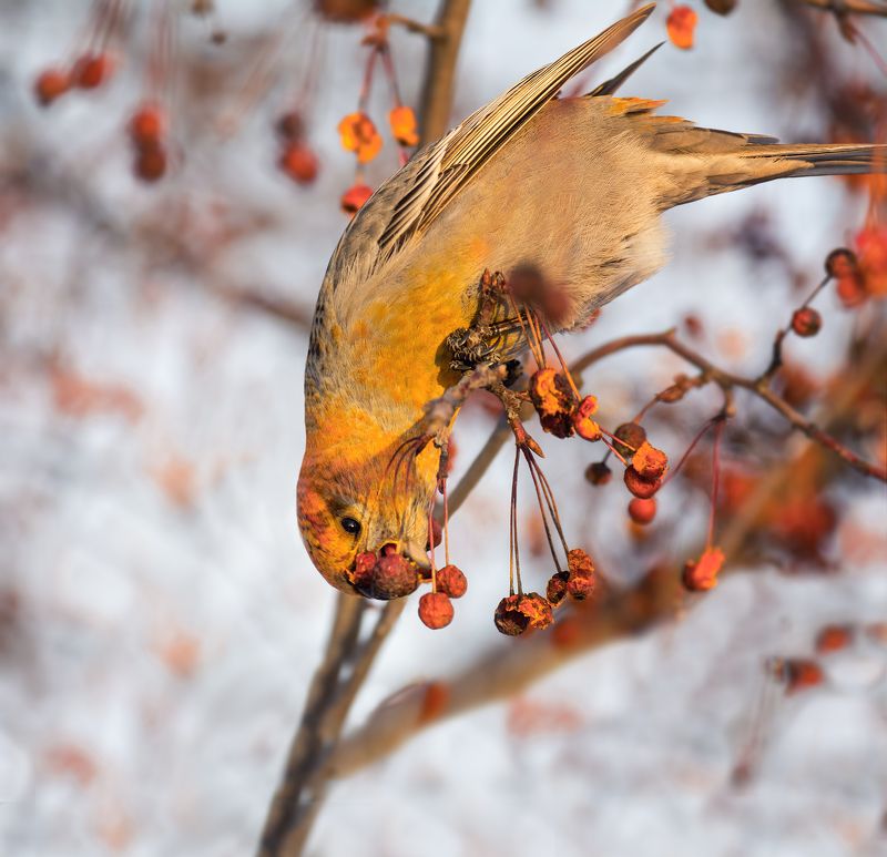 птица, щур, самка, зима, щур обедаетphoto preview