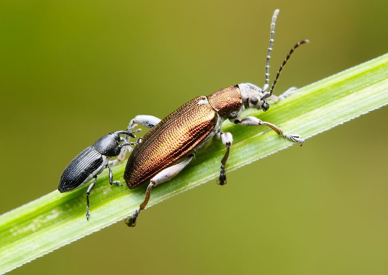 this is sparta, радужница простая, donacia simplex, радужницы, donaciinae, долгоносик, limnobaris t-album, жук This is Spartaaaa!! (Дорогу слонам султана!!!)photo preview