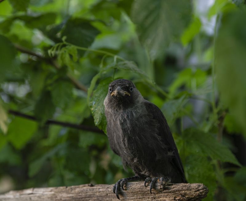 Галчонокphoto preview