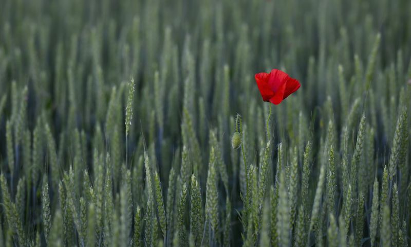 Одинокий...photo preview