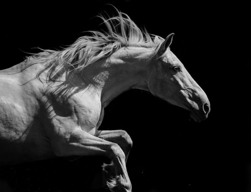 horse, equestrian, лошадь, жеребец Unstoppablephoto preview