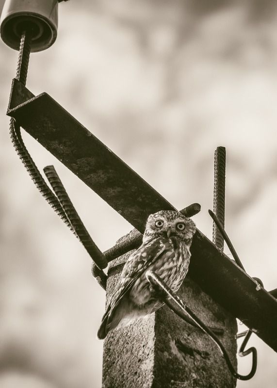 Сыч, хищник, птица Наблюдатель фото превью