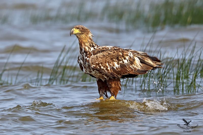 Рябойphoto preview