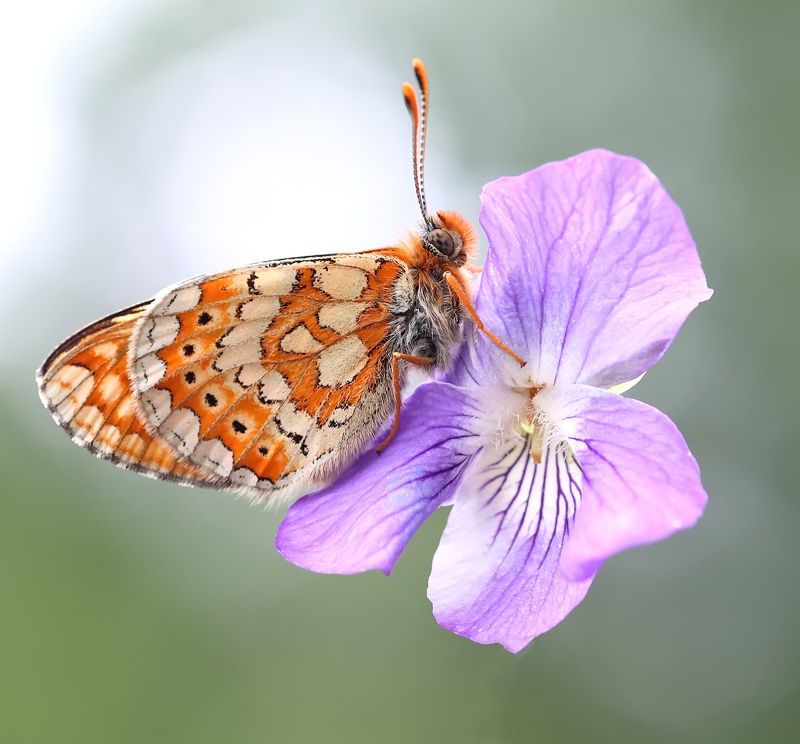 Майская нежность.photo preview