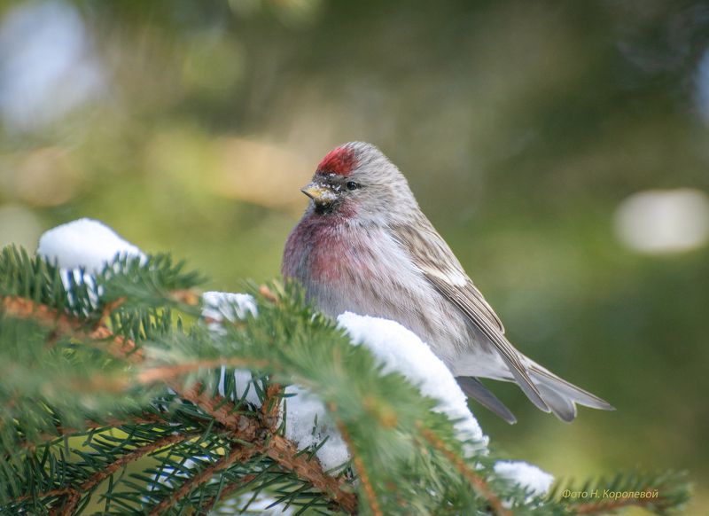 Птицы чечетка Чечеточкаphoto preview