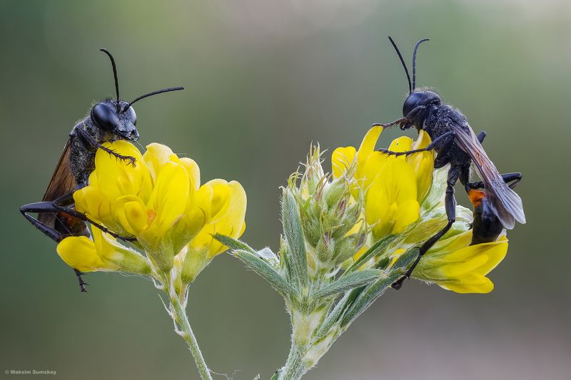 Посиделкиphoto preview