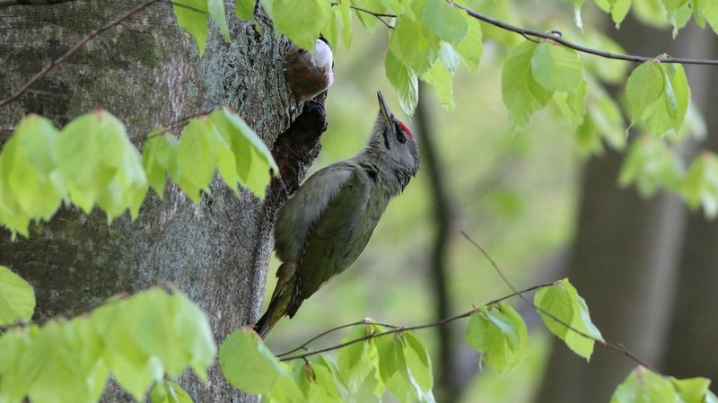 седой дятел, седоголовый дятел, дятел, picus canus, grey-headed woodpecker, woodpecker На пороге дома своегоphoto preview
