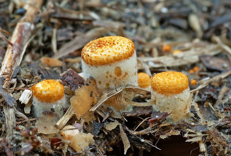 Удивительный гриб - бокальчик гладкийphoto preview