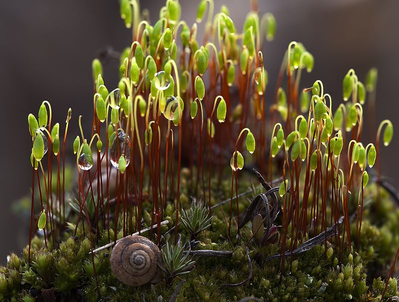 мох, капли, раковина, макро Макропейзаж с раковинойphoto preview